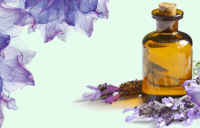 lavanda_svoistva lavanda_svoistva