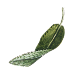 Element-on-Payment-Square